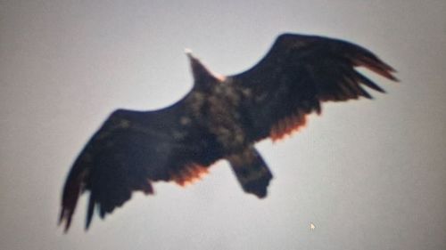 30.5. - 6.6. 2026 Ornithologische Reise im Nationalpark Mala Fatra und Umgebung