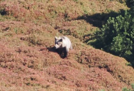 5.9. - 12.9.2026 Naturreise im Nationalpark Mala Fatra und Umgebung