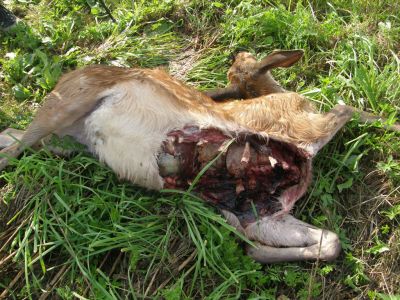 vo-m-luchs-gerissenes-hirschkalb.jpg