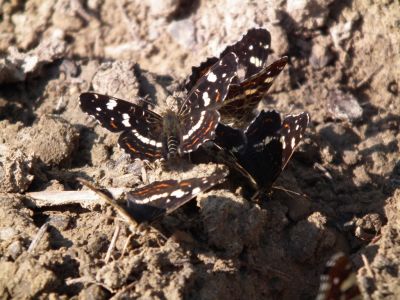 dscf5161.jpg