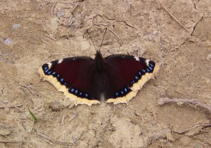dscf8097.jpg