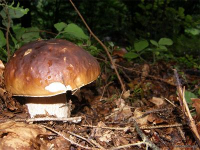 080303-010.jpg