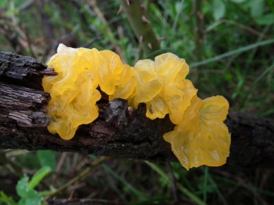 dscf1164.jpg