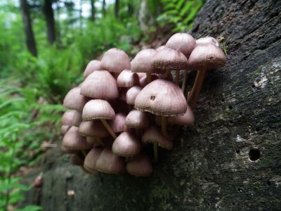 dscf1380.jpg