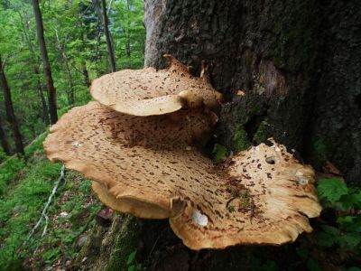 dscf1384.jpg